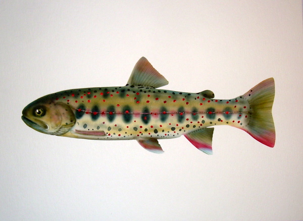 Cherry Trout