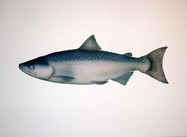 Chinook Jack