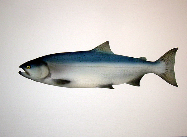 Coho Ocean - Painting