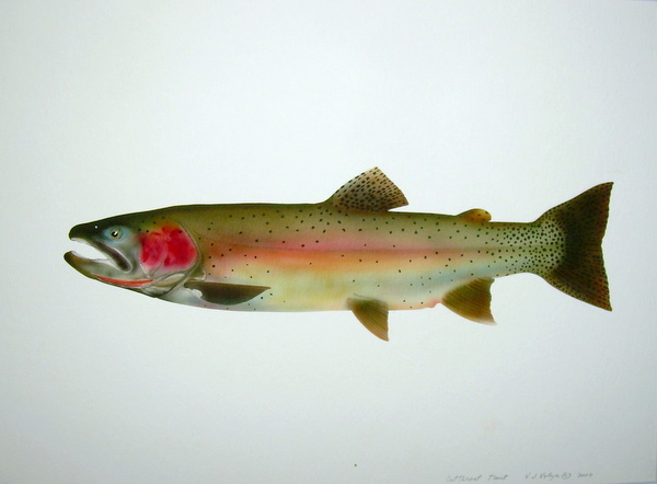 Cutthroat Trout Sea Run