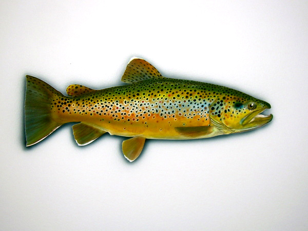 New Zealand brown Trout