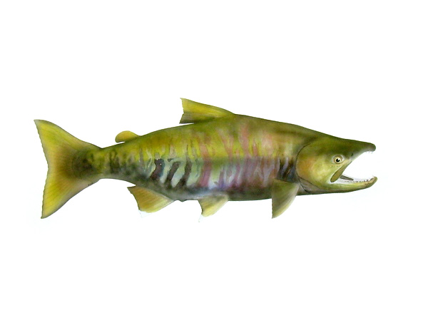 Chum Salmon