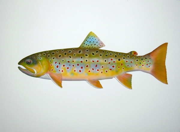 Stream Brown Trout