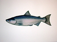 Chinook Jack