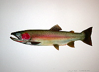 Cutthroat Trout Sea Run