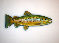 New Zealand brown Trout