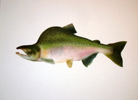 Pink Salmon