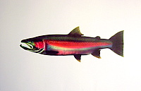 steelhead