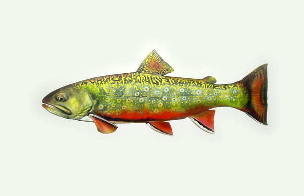 brook trout