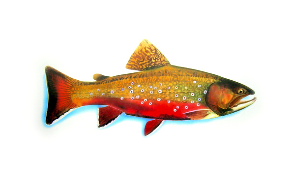 brook trout