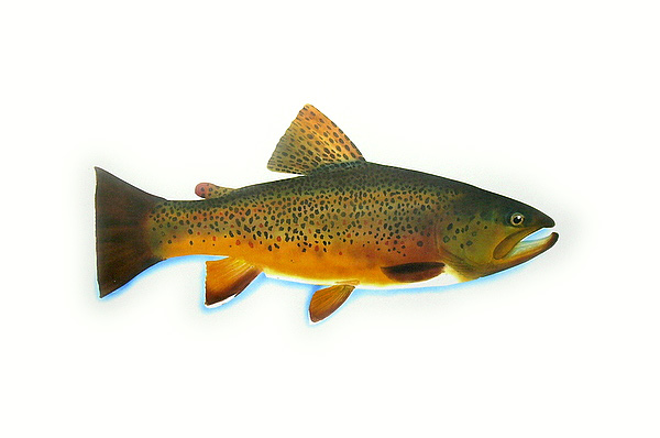 brown trout