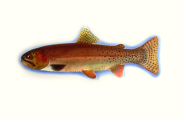 Cutthroat Trout