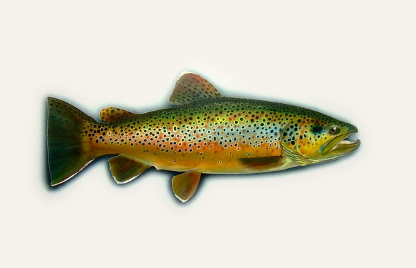 New Zealand brown Trout