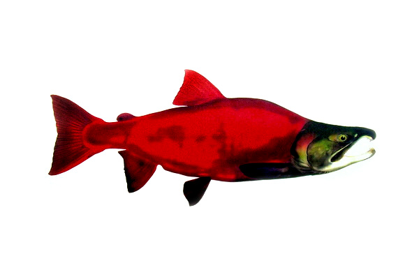 Sockeye