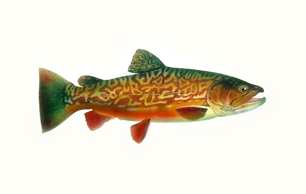 Tiger Trout