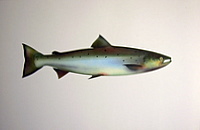 Atlantic Salmon