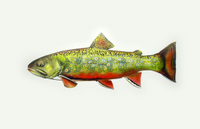 Brook Trout